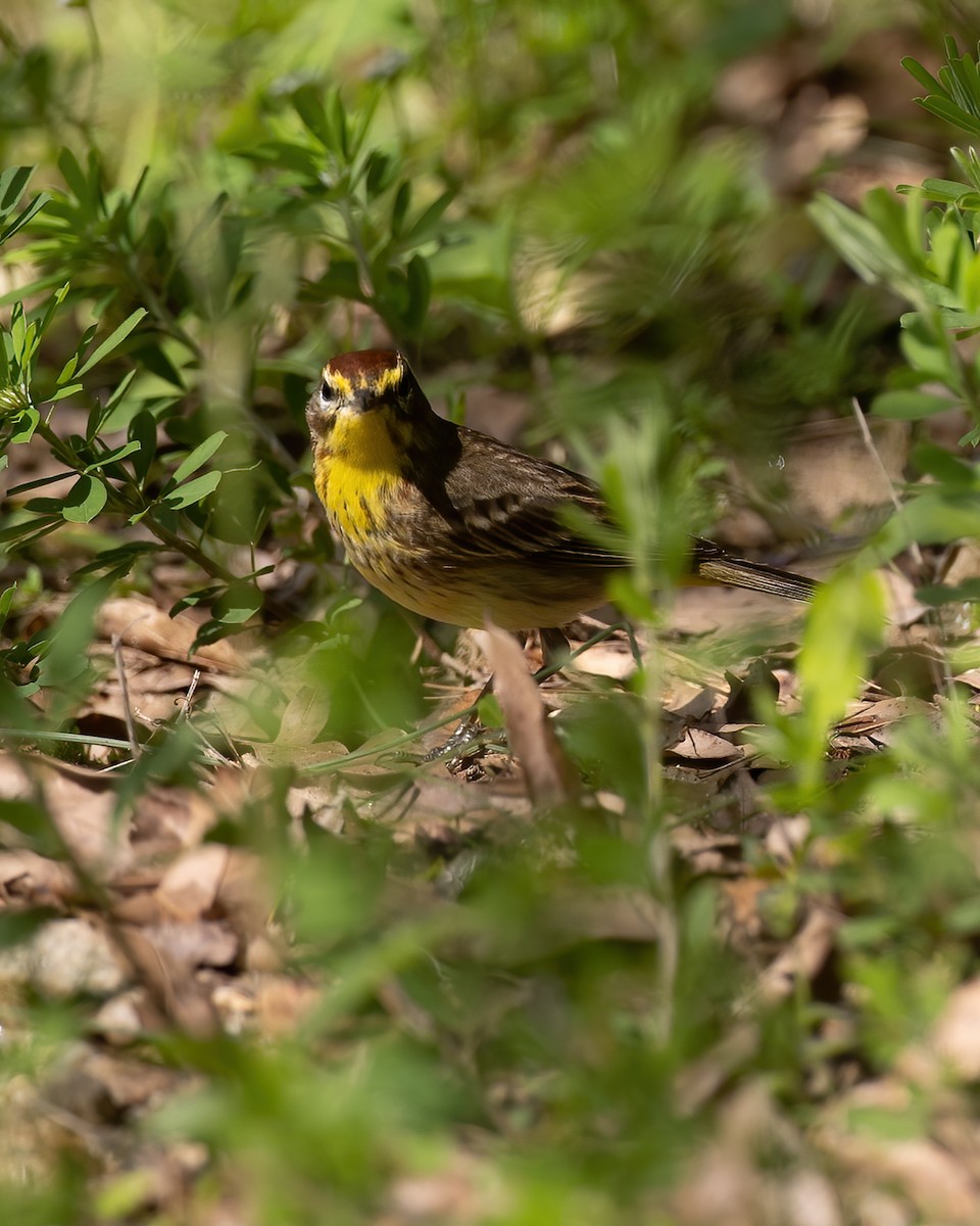 Palm Warbler - ML229111461