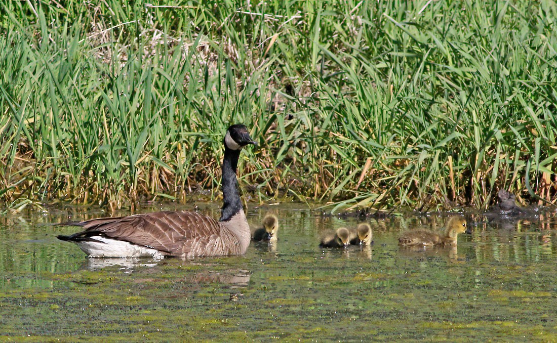 Canada Goose - Jay Gilliam