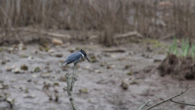 rybařík pruhoprsý - ML229111641