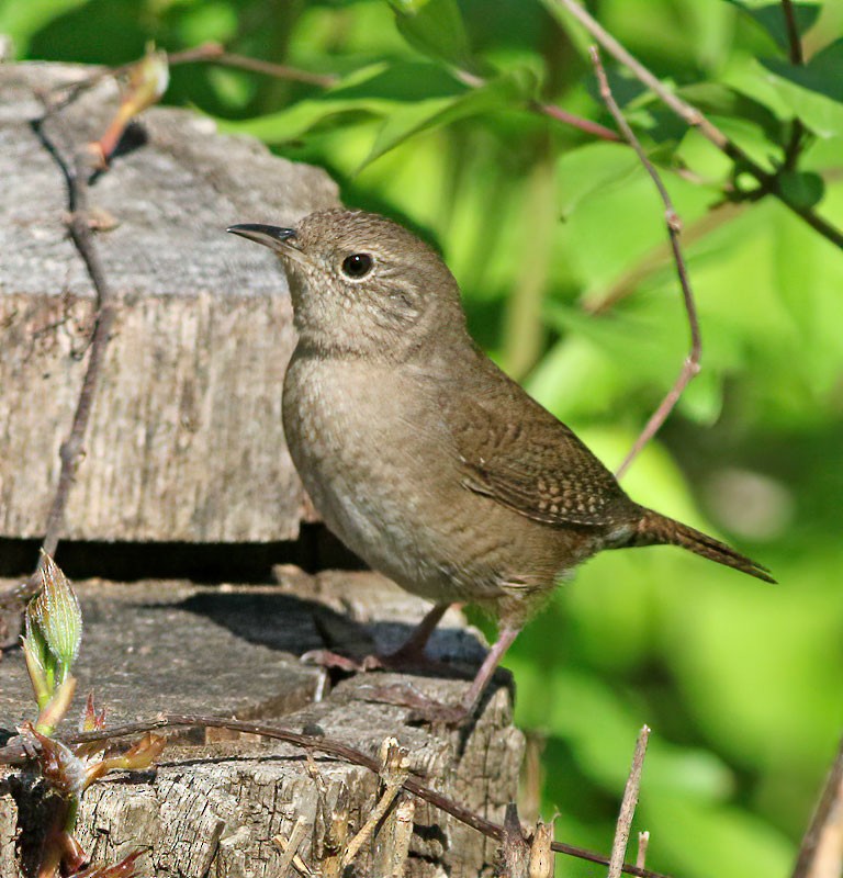 House Wren - ML229111931