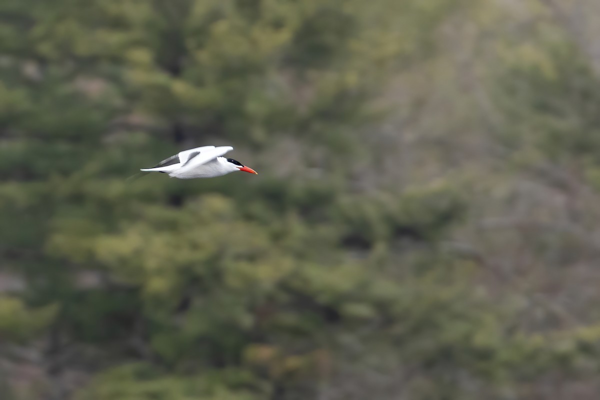 Caspian Tern - ML229112301