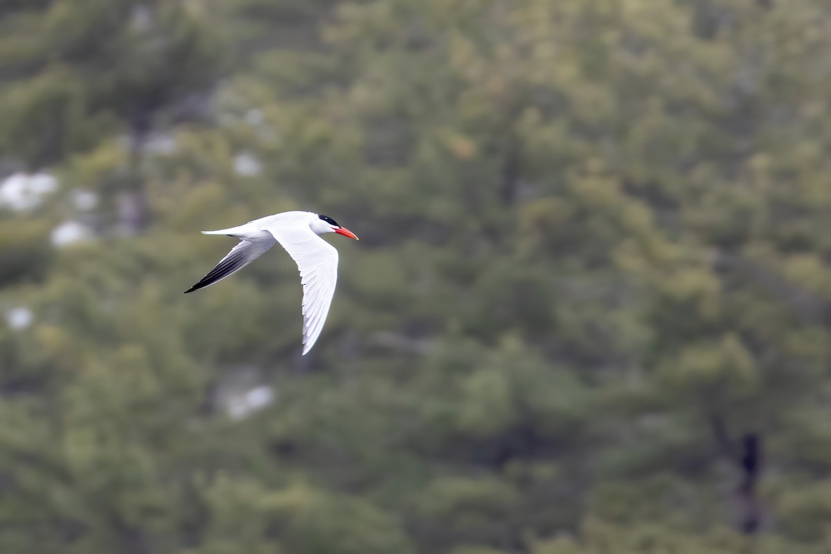 Caspian Tern - ML229112361