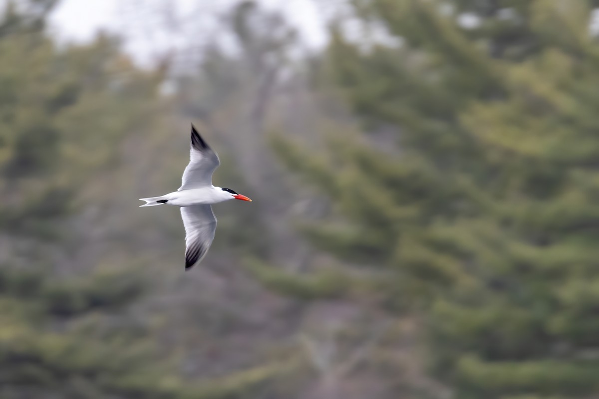 Caspian Tern - ML229112421