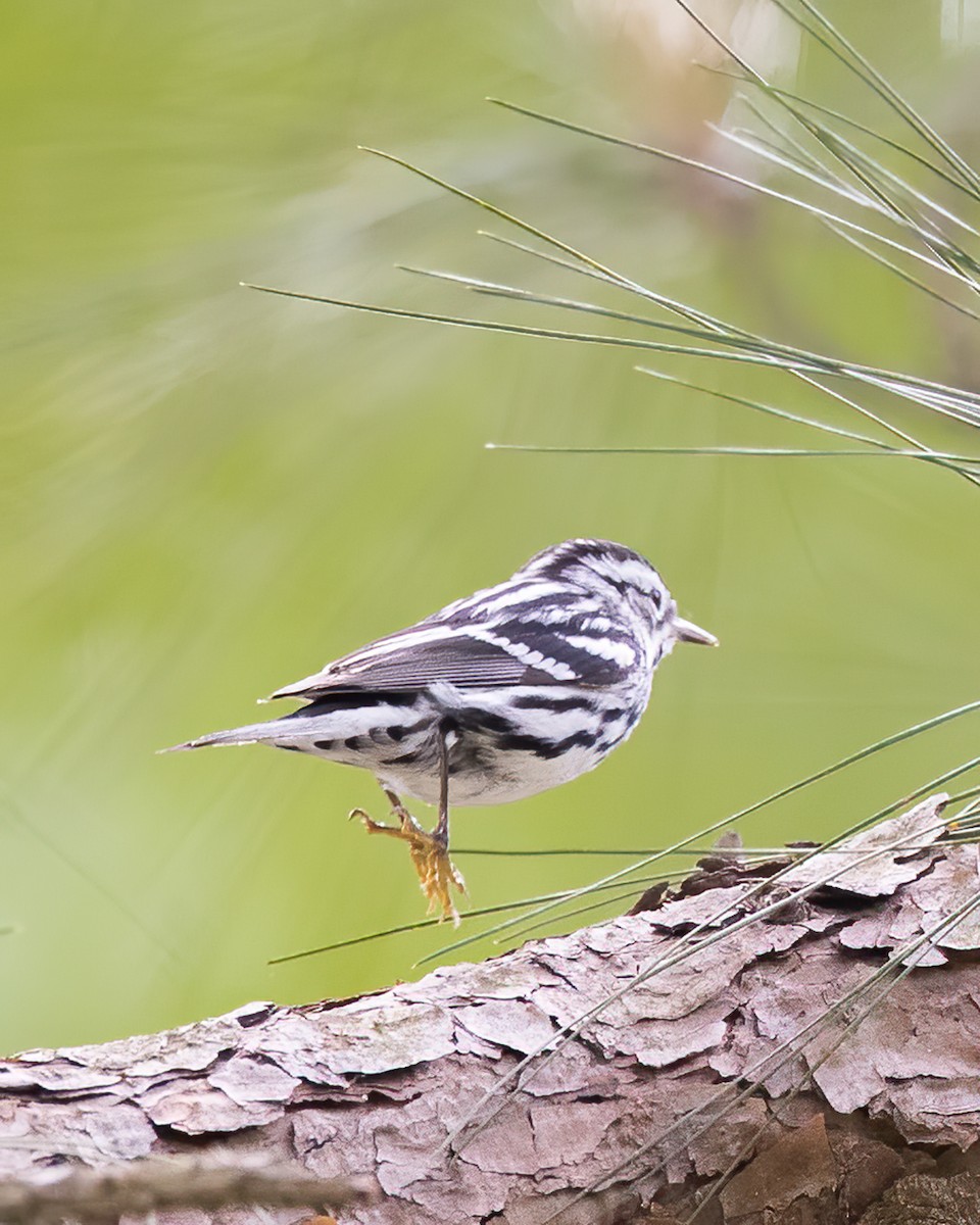 Black-and-white Warbler - ML229112481