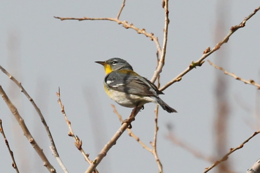 Northern Parula - ML229112891