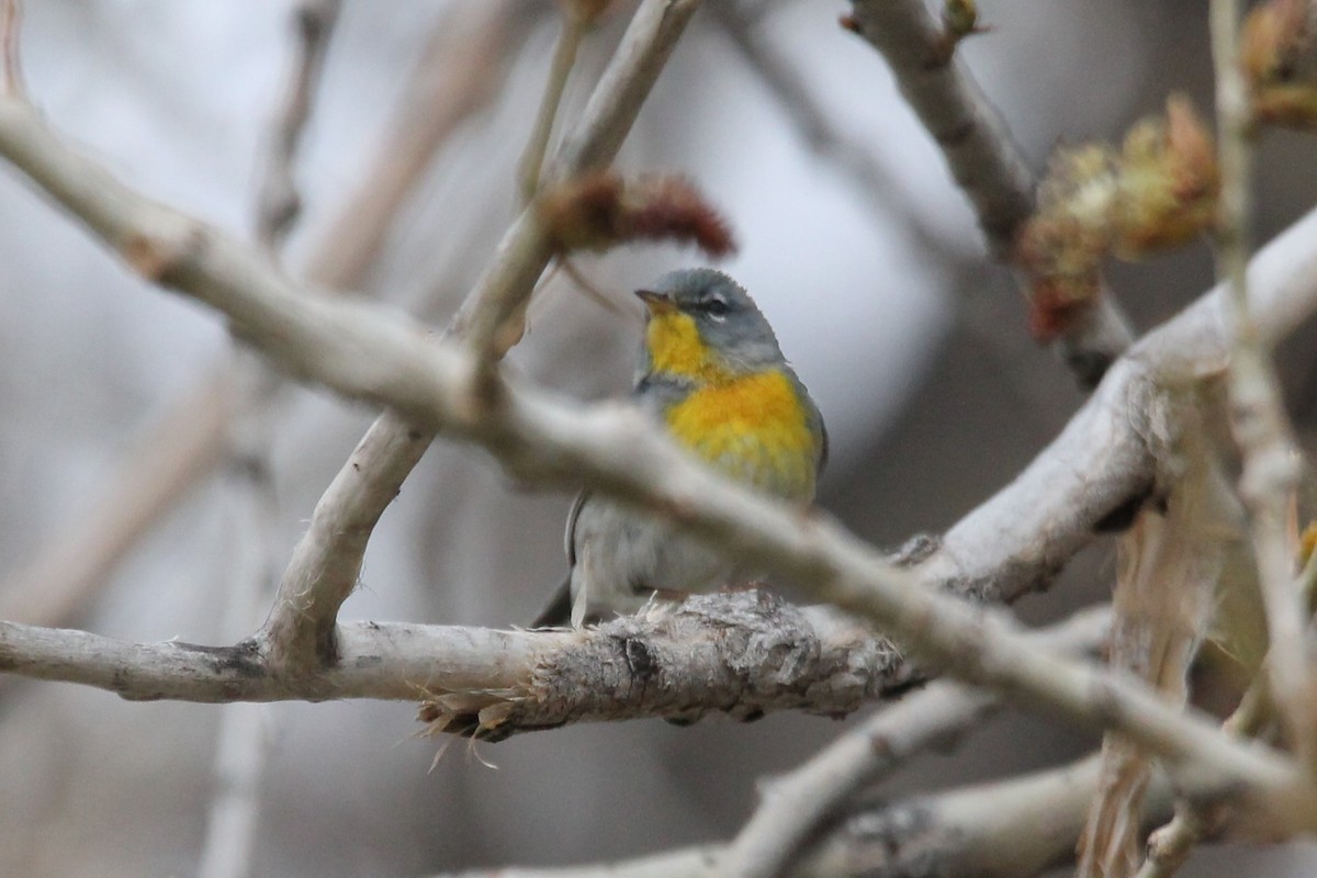 Northern Parula - ML229112921