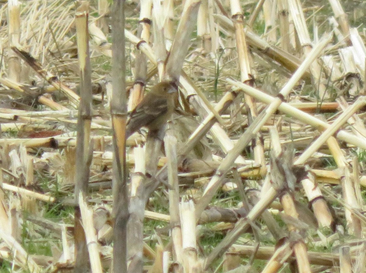 Blue Grosbeak - Mike Smith