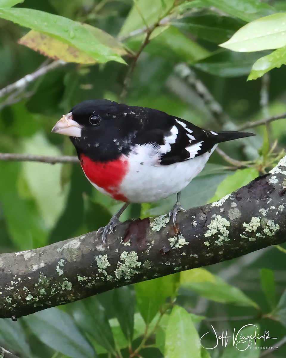 Rose-breasted Grosbeak - ML229113631