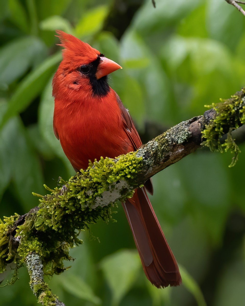 Northern Cardinal - ML229113831