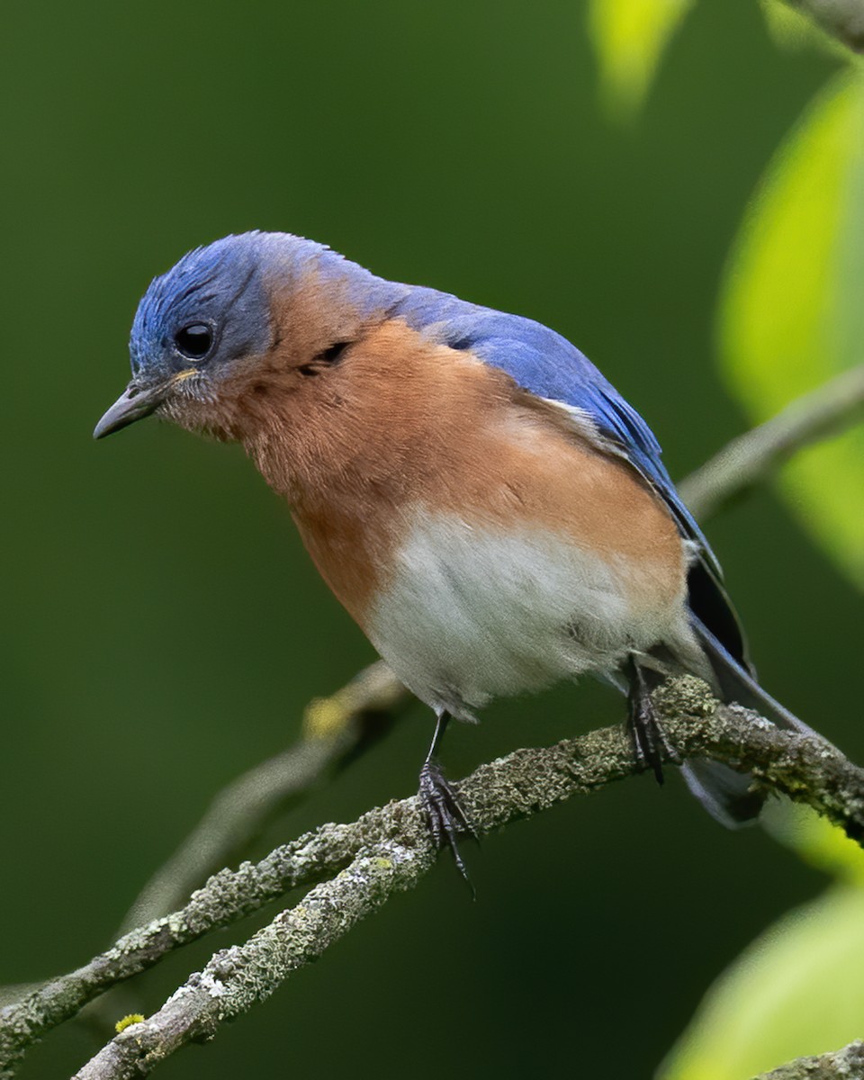 Eastern Bluebird - ML229113981