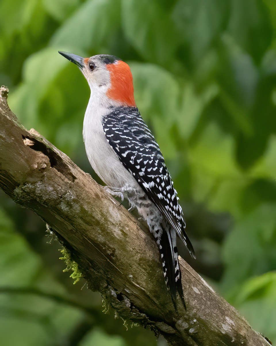 Red-bellied Woodpecker - ML229114211