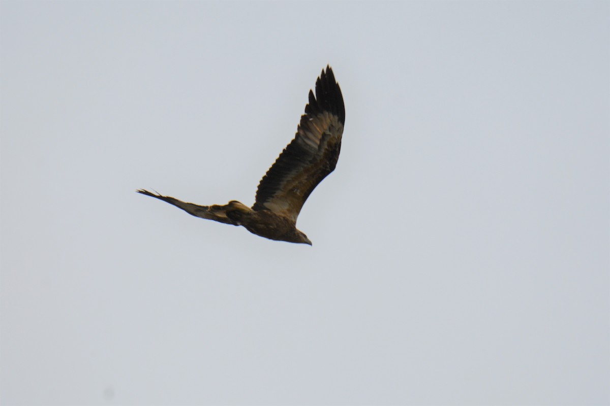 White-bellied Sea-Eagle - ML229114641