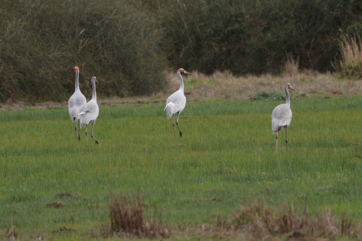 Brolga - ML229115031