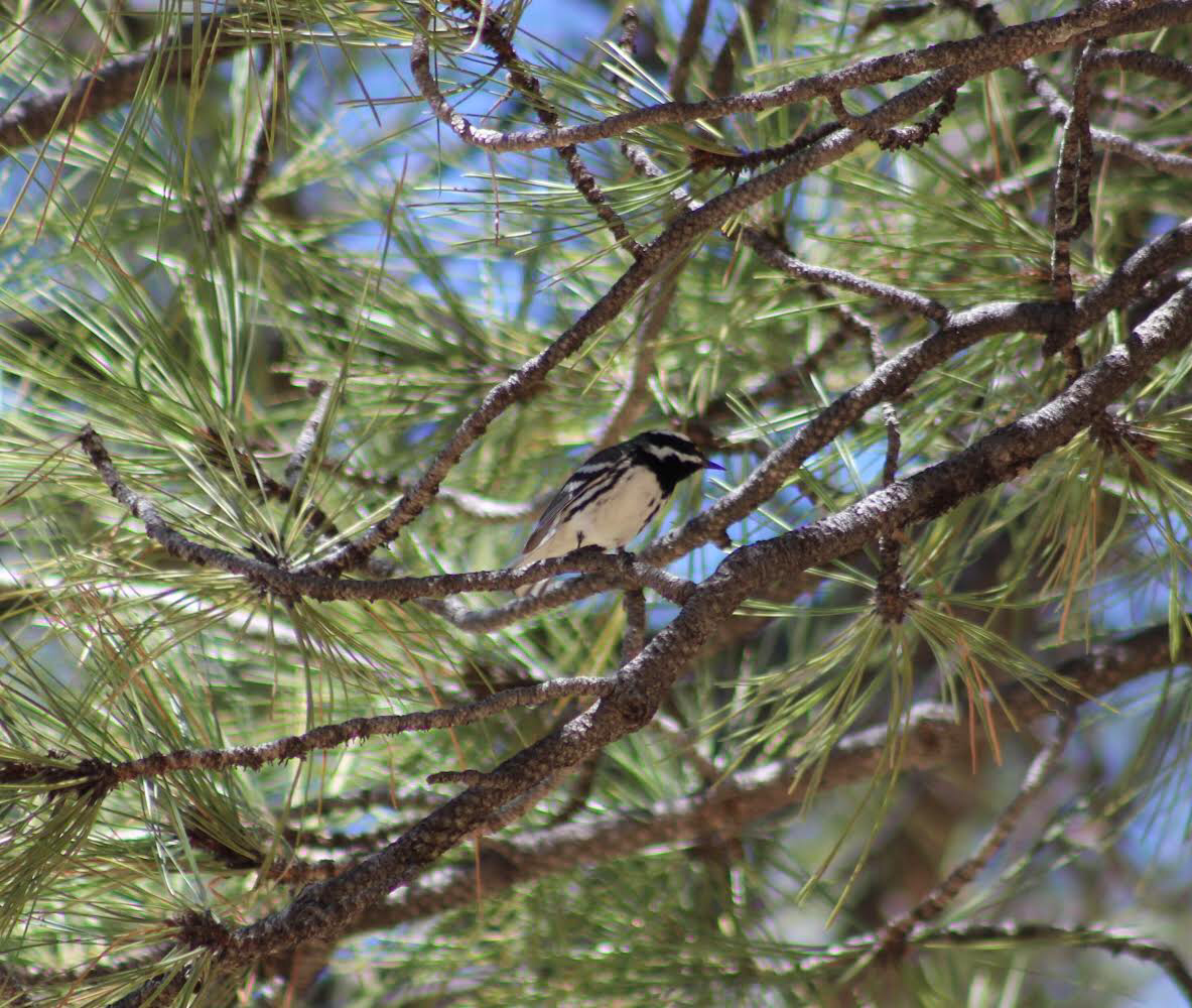 Black-throated Gray Warbler - Amanda Damin