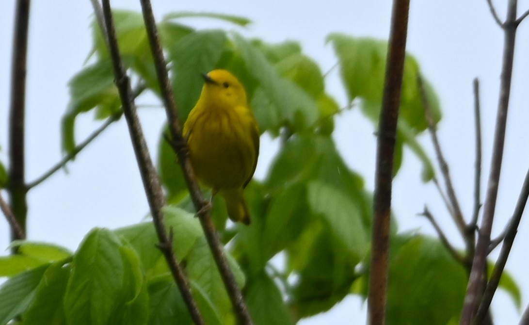 Yellow Warbler - ML229116241