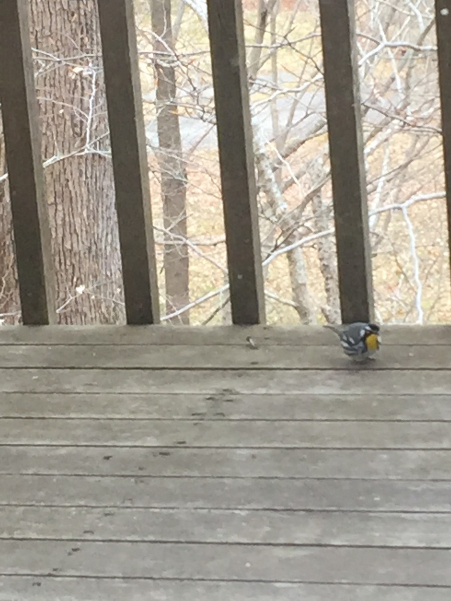 Yellow-throated Warbler - Leda Beth Gray