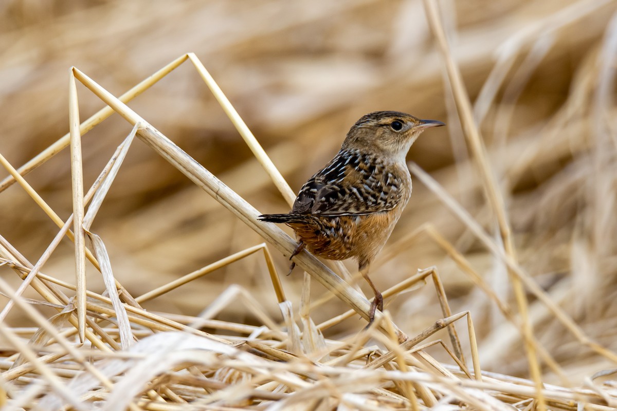Sedge Wren - Donald Dixon