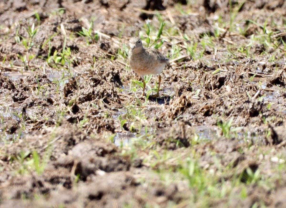 Buff-breasted Sandpiper - ML229120291