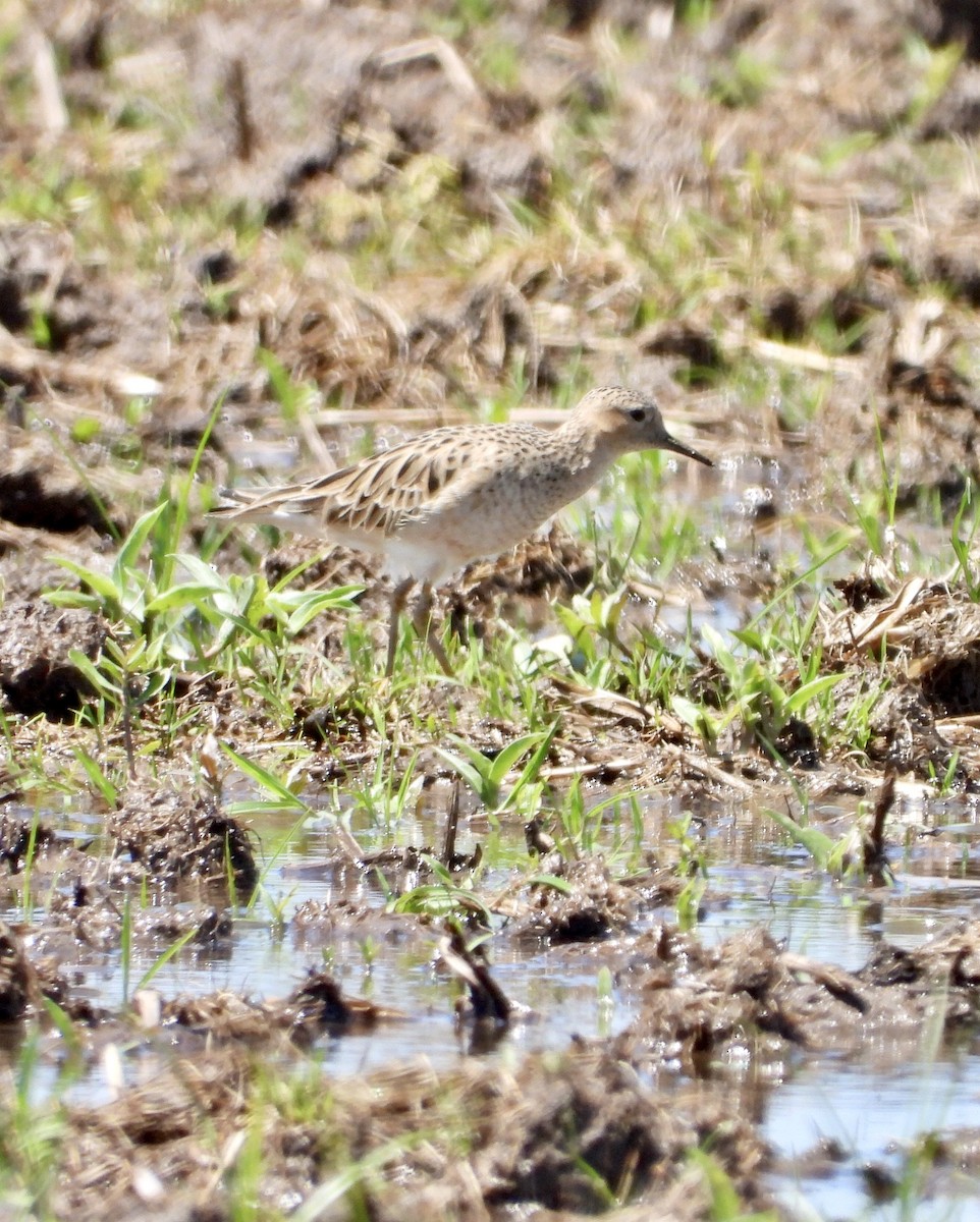 Buff-breasted Sandpiper - ML229120331