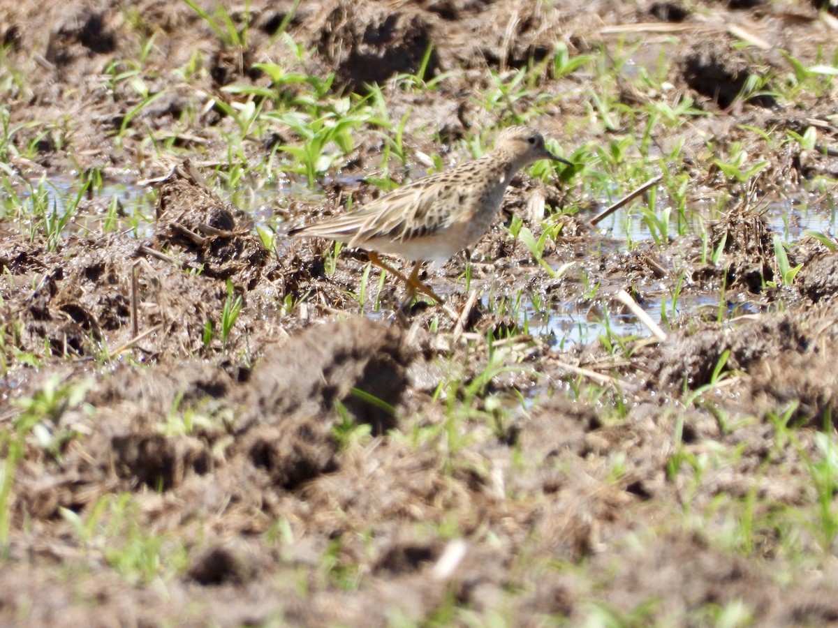 Buff-breasted Sandpiper - ML229121071