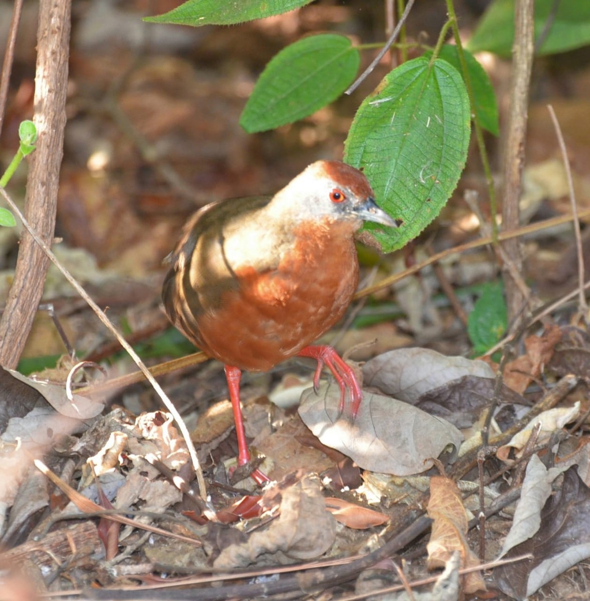 Russet-crowned Crake - Vilma Oliveira