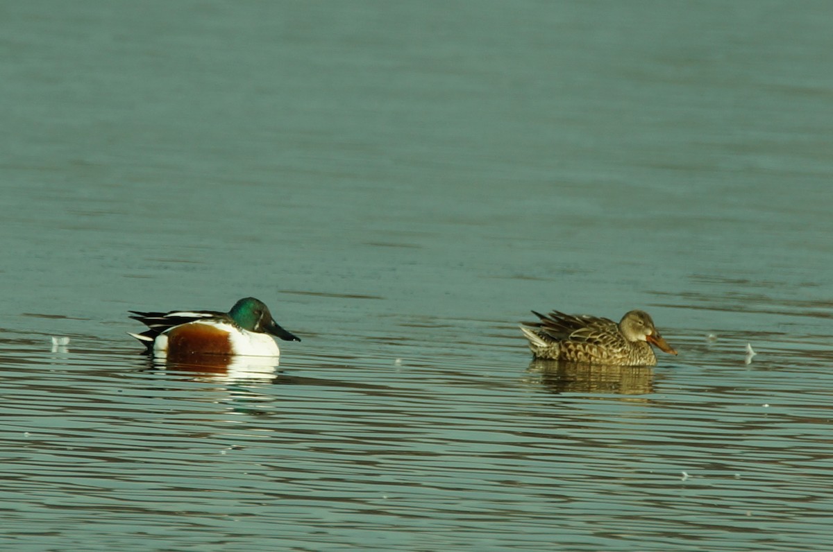 Northern Shoveler - Dennis Mersky