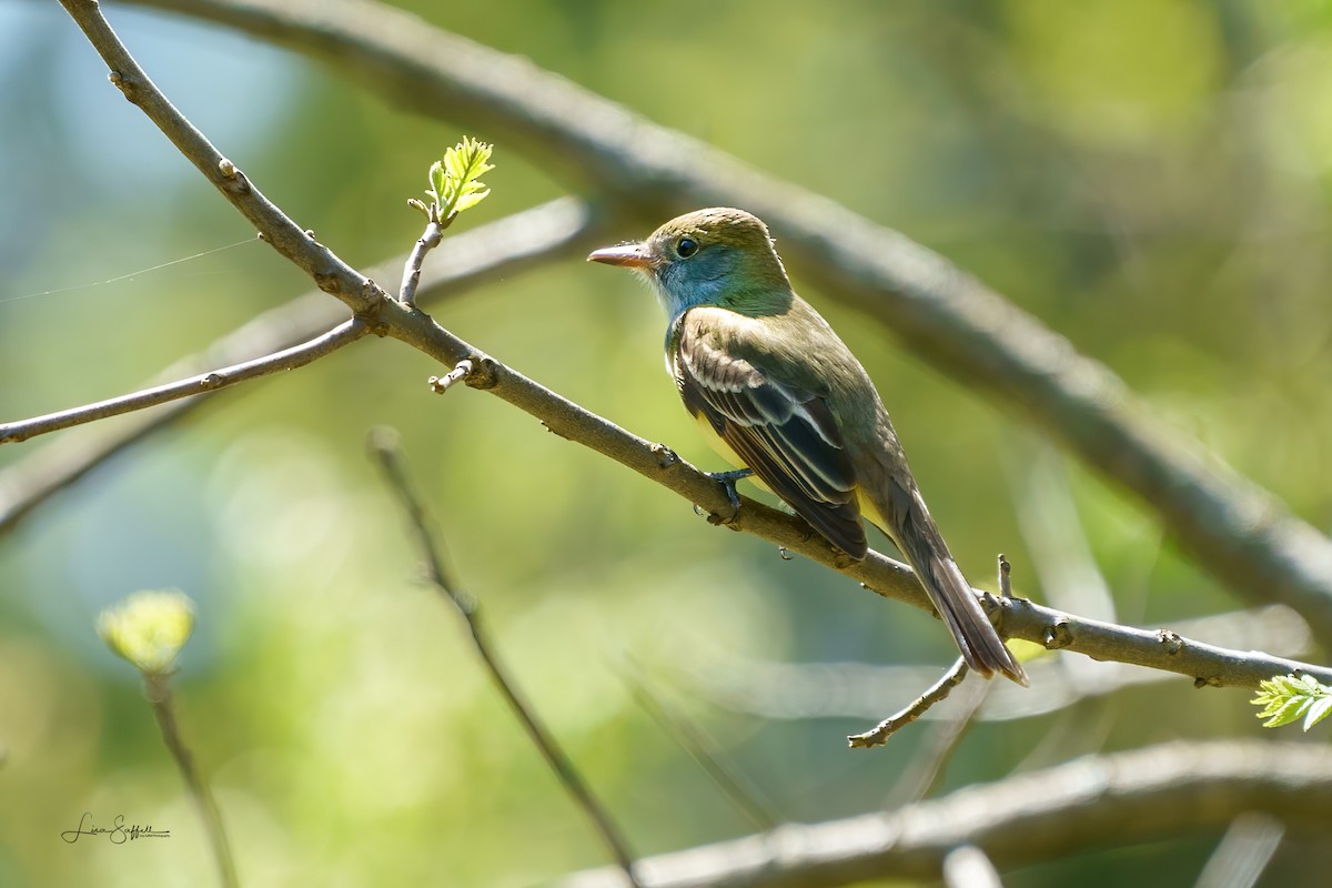 Great Crested Flycatcher - Lisa Saffell