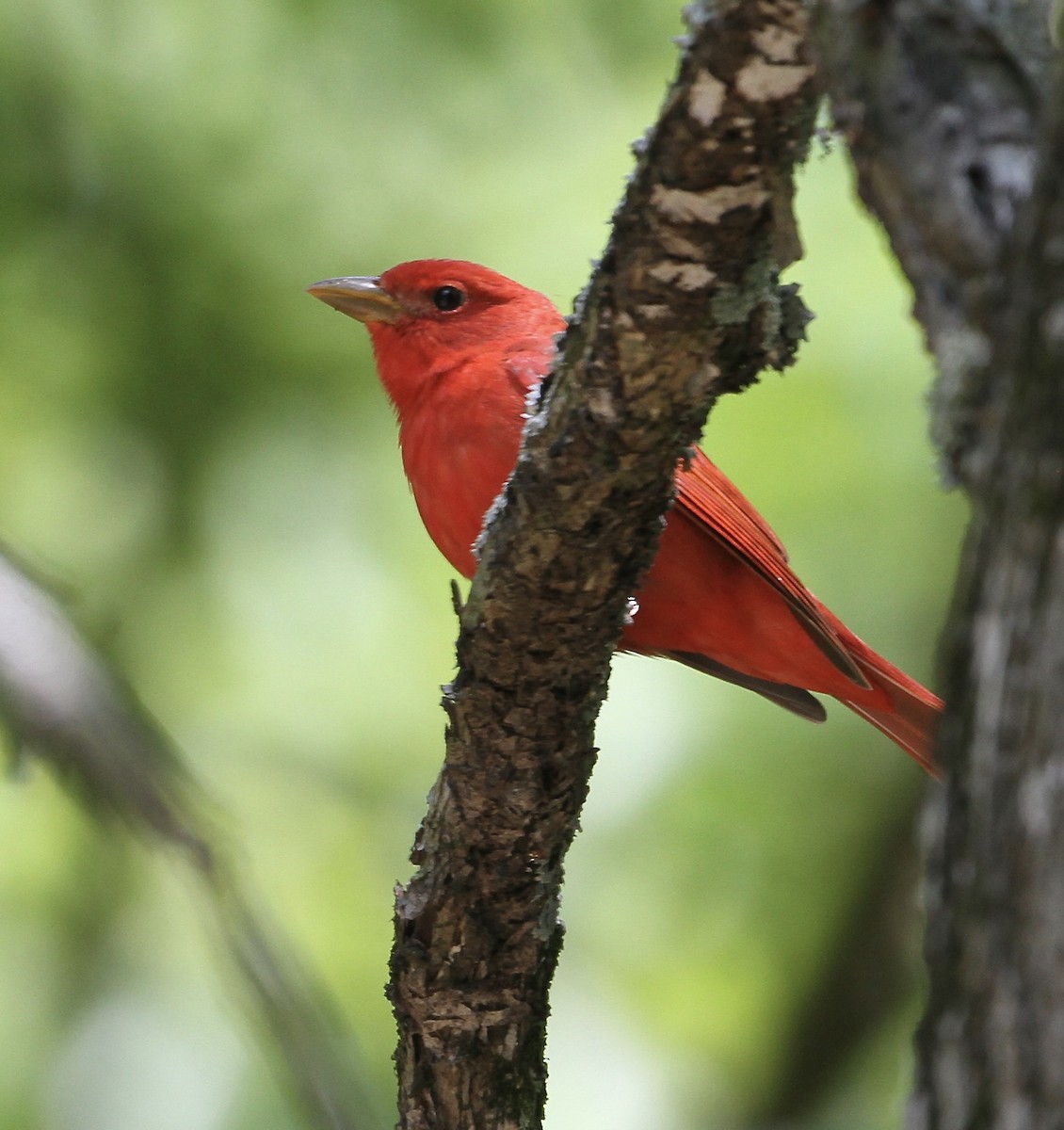 Summer Tanager - Steve and Cyndi Routledge