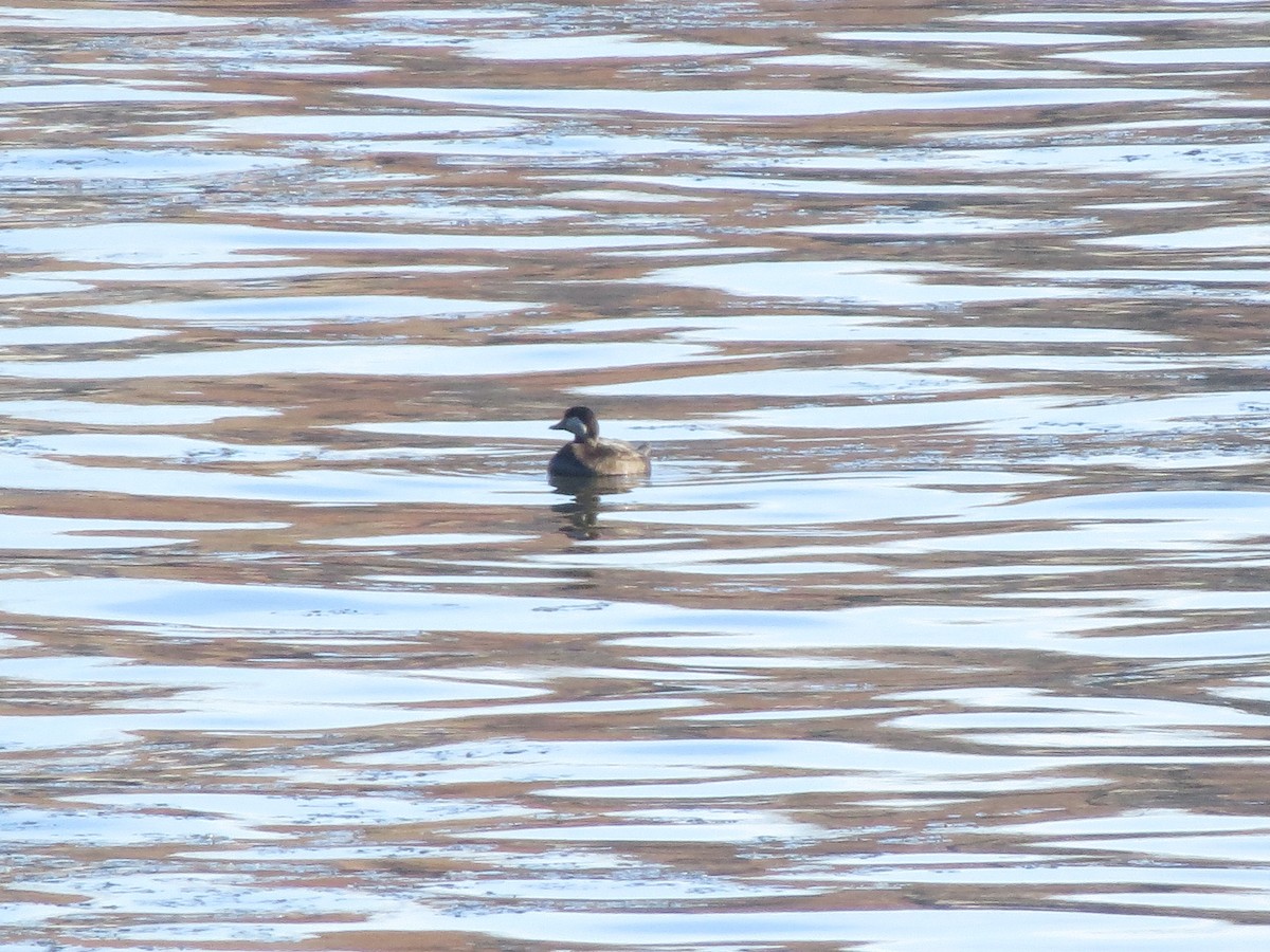 Black Scoter - ML22912801