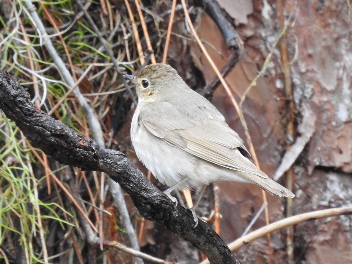 Swainson's Thrush - ML229129441