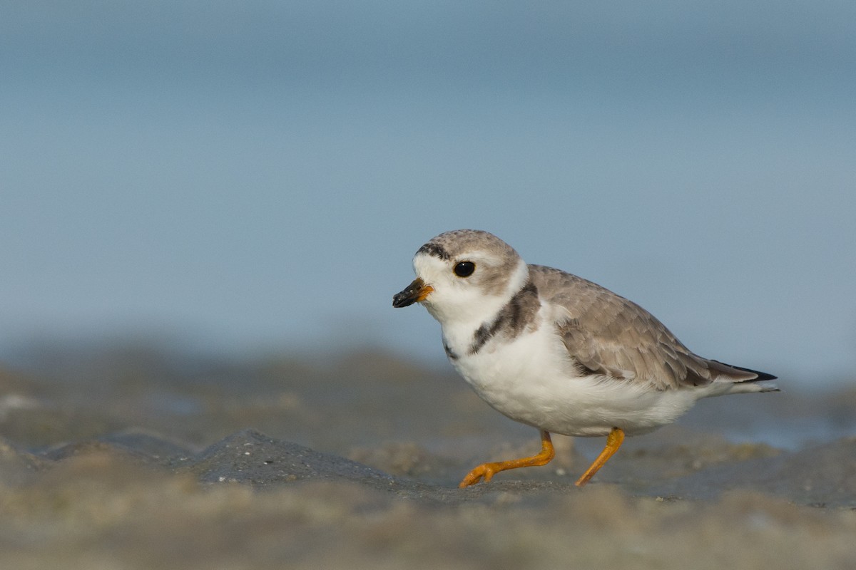 Piping Plover - Collin Stempien