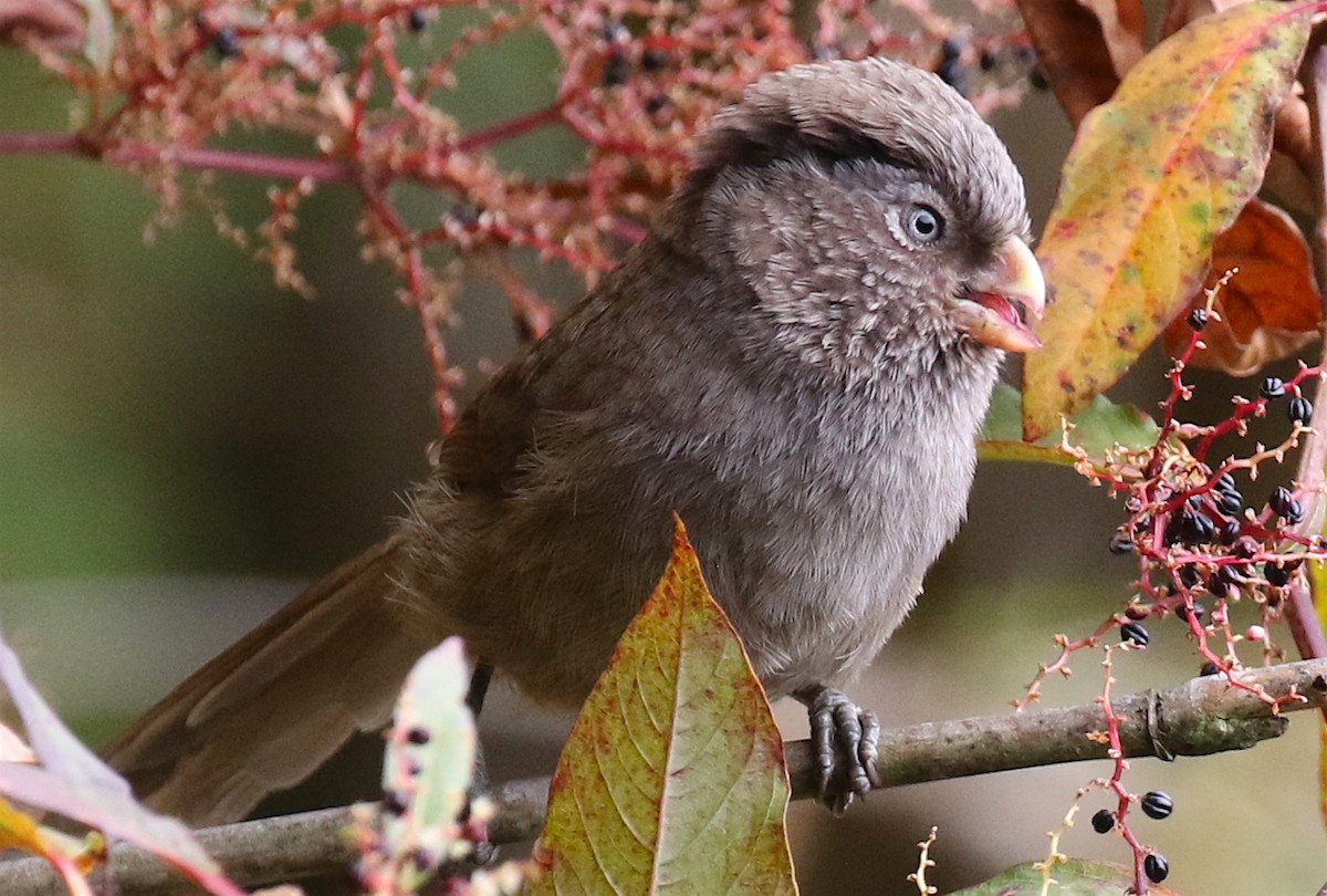 Brown Parrotbill - Ron Hess