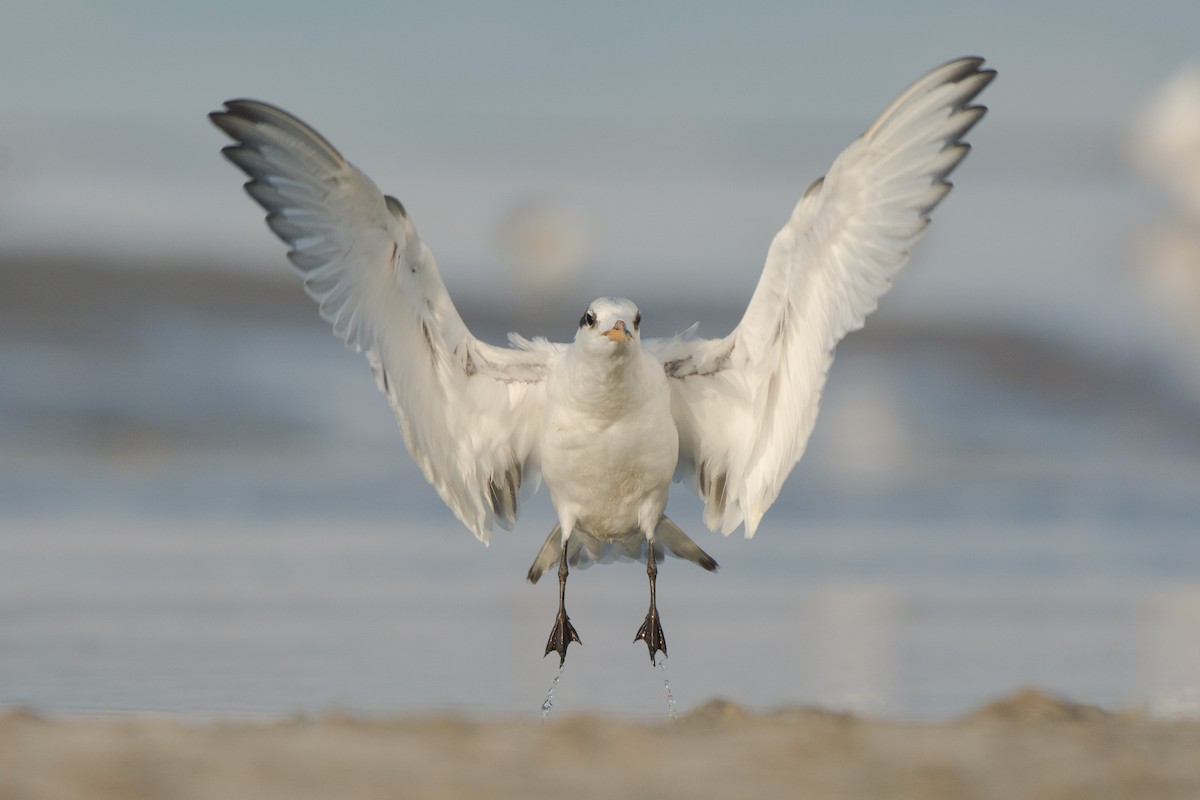 Sandwich Tern - ML229131331