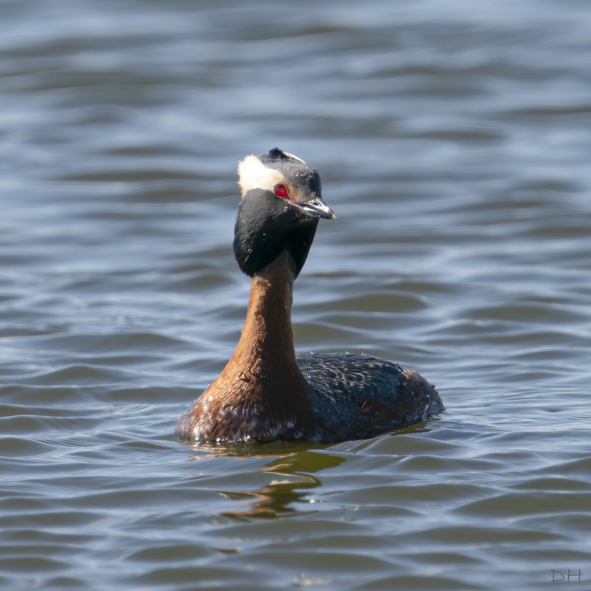 Horned/Eared Grebe - ML229132151