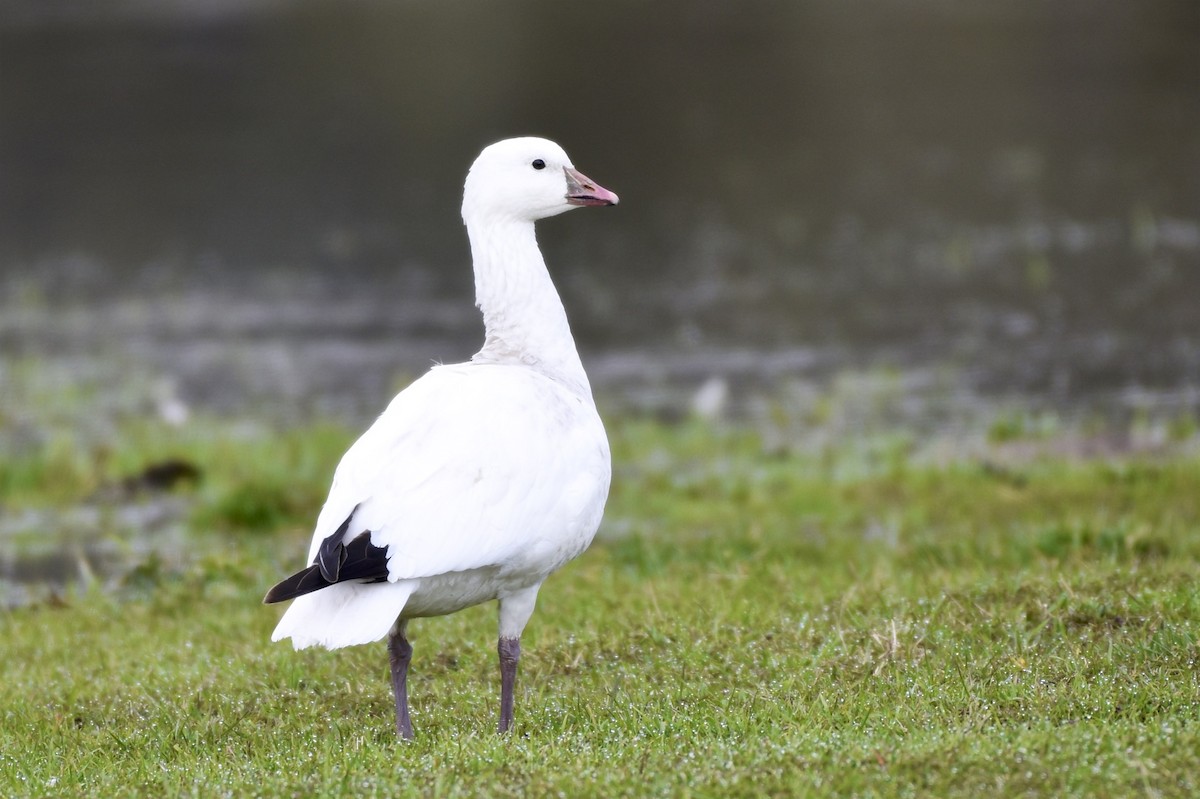 Ross's Goose - ML22913231