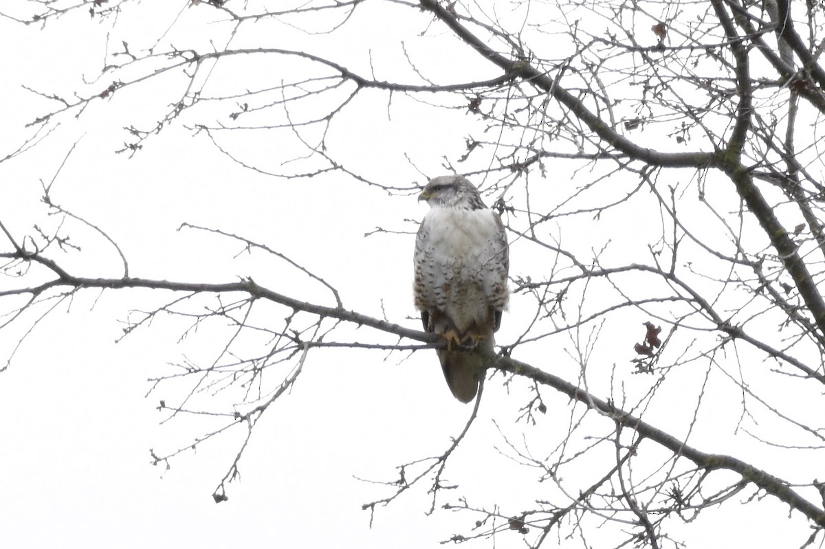 Ferruginous Hawk - ML22913271