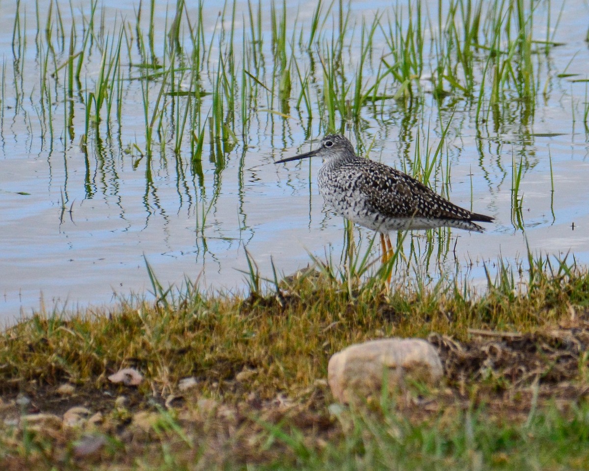 Greater Yellowlegs - Bruce Edmunds