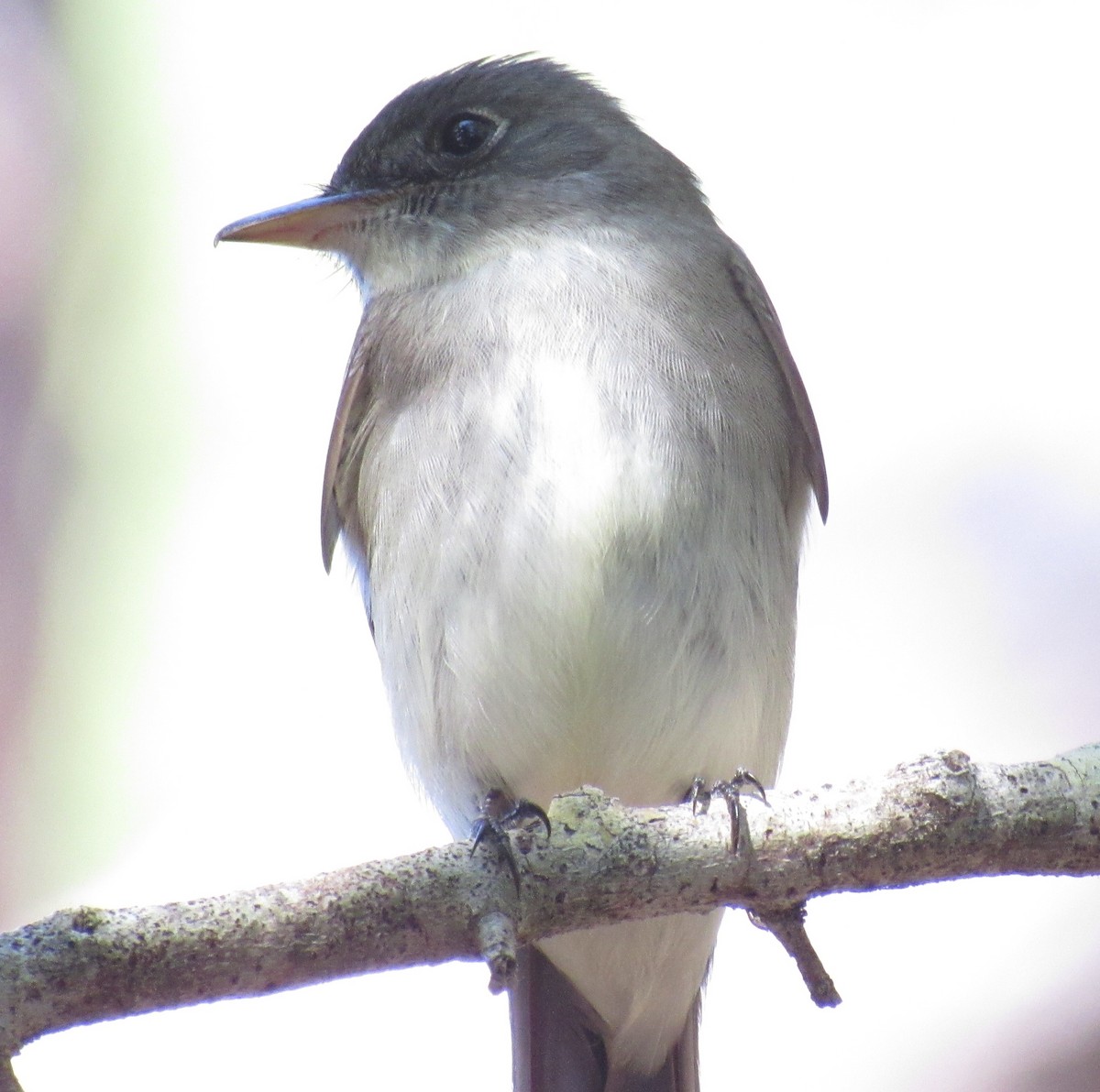 Eastern Wood-Pewee - ML229133181