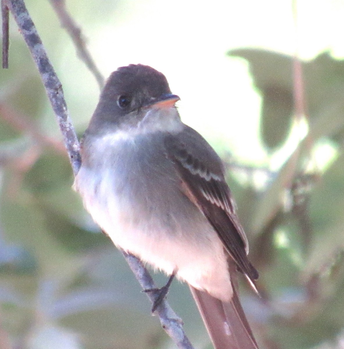 Eastern Wood-Pewee - ML229133251