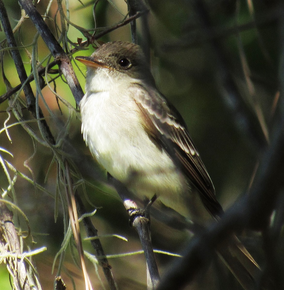 Eastern Wood-Pewee - ML229133281