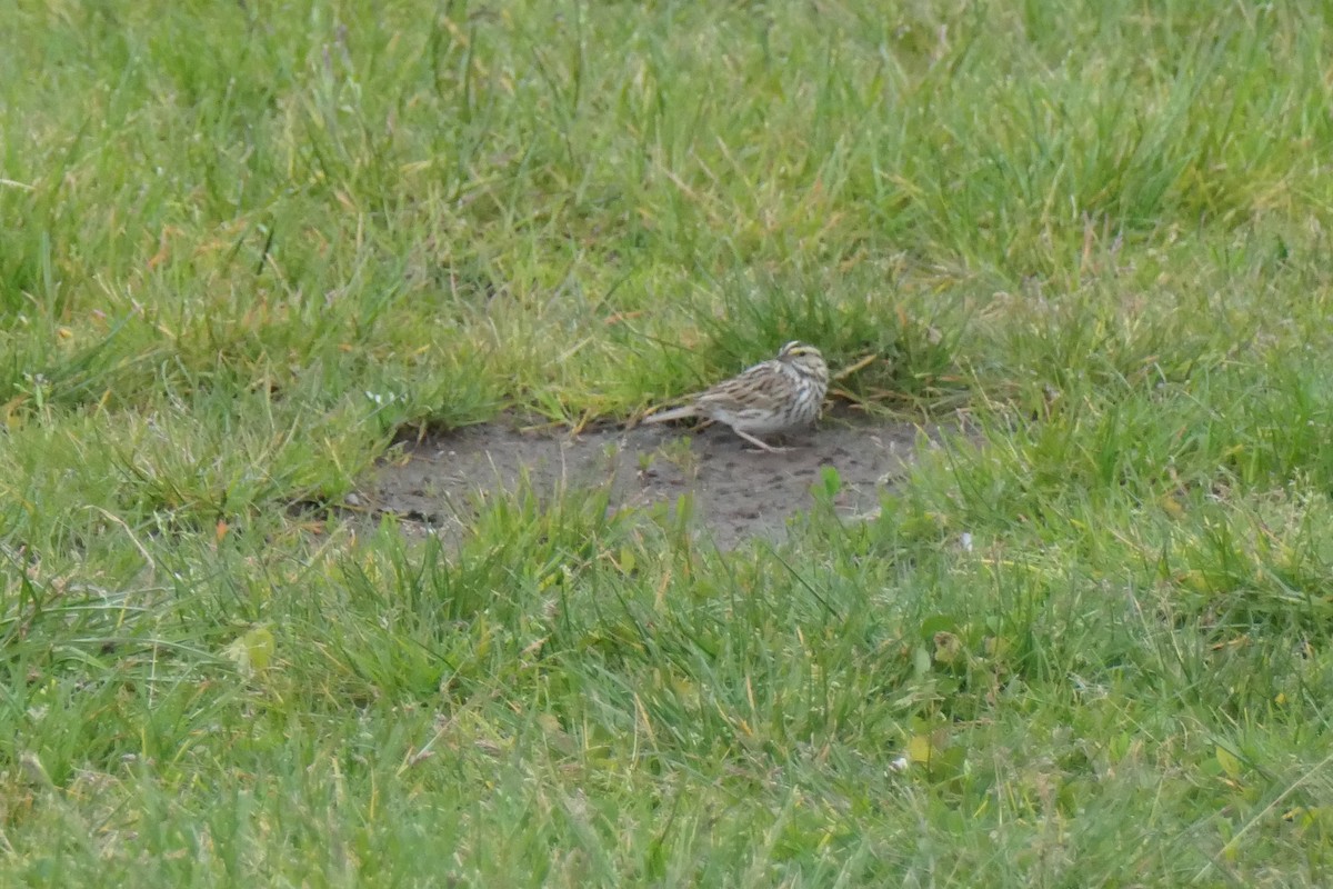 Savannah Sparrow - ML229134431