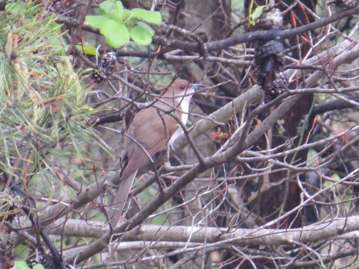 Black-billed Cuckoo - ML229136341