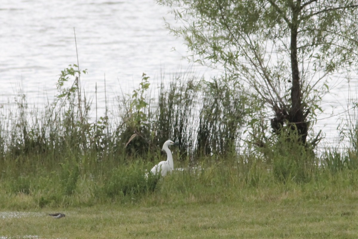 Snowy Egret - ML229136381
