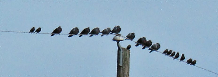 Rock Pigeon (Feral Pigeon) - ML22913701