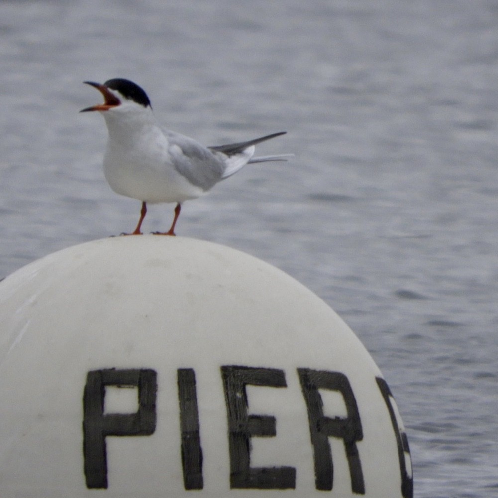 Forster's Tern - ML229138771