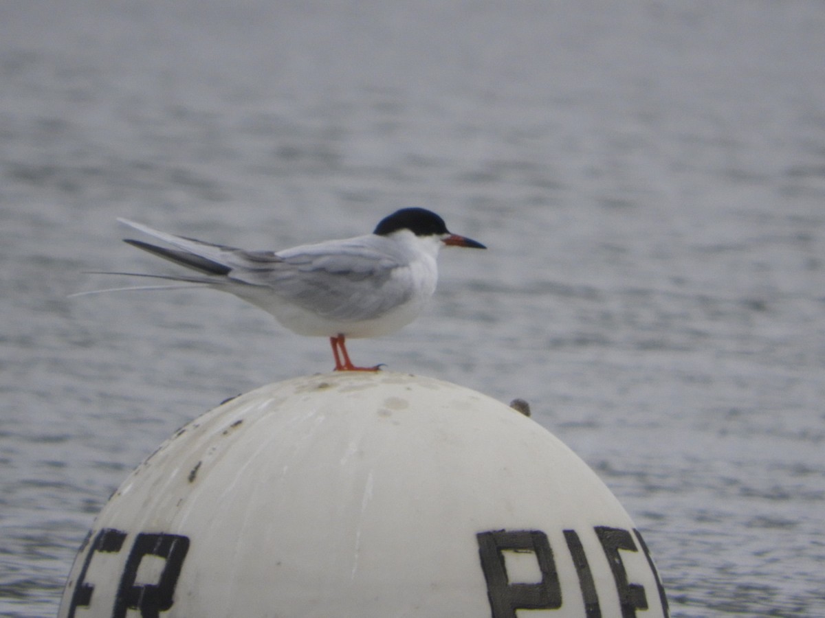 Forster's Tern - ML229138811