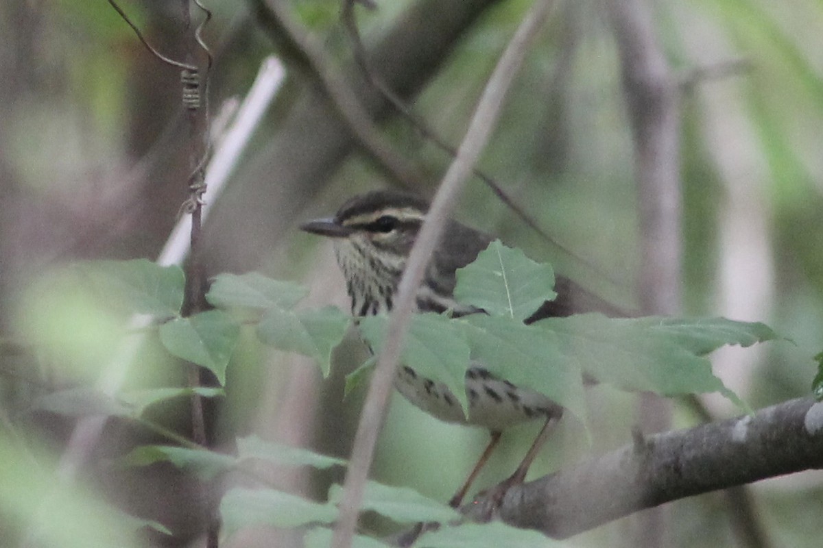 Northern Waterthrush - ML229138991