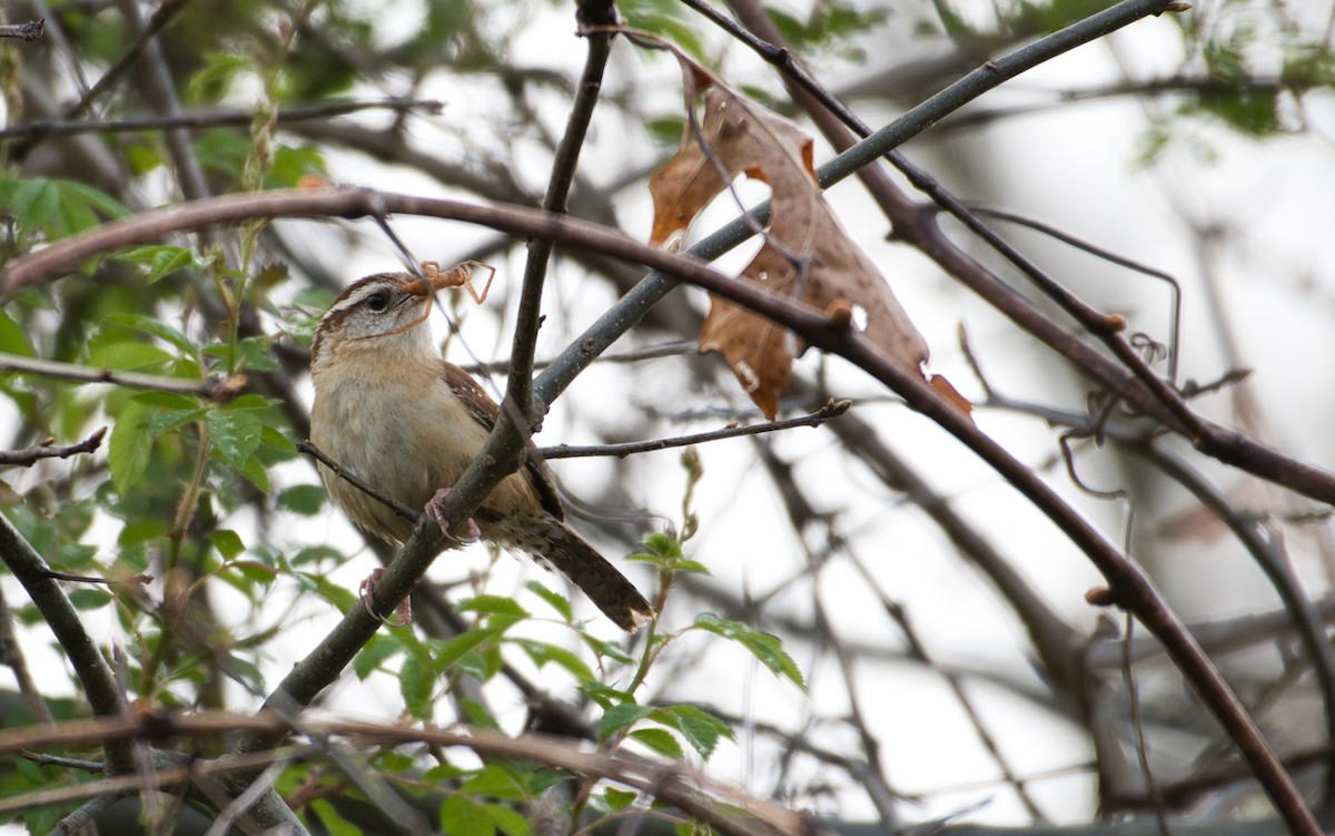 Carolina Wren - ML229141291