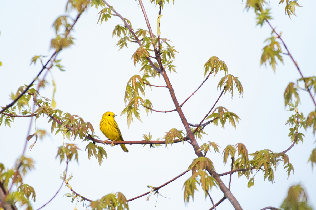 Yellow Warbler - Robert Sebring
