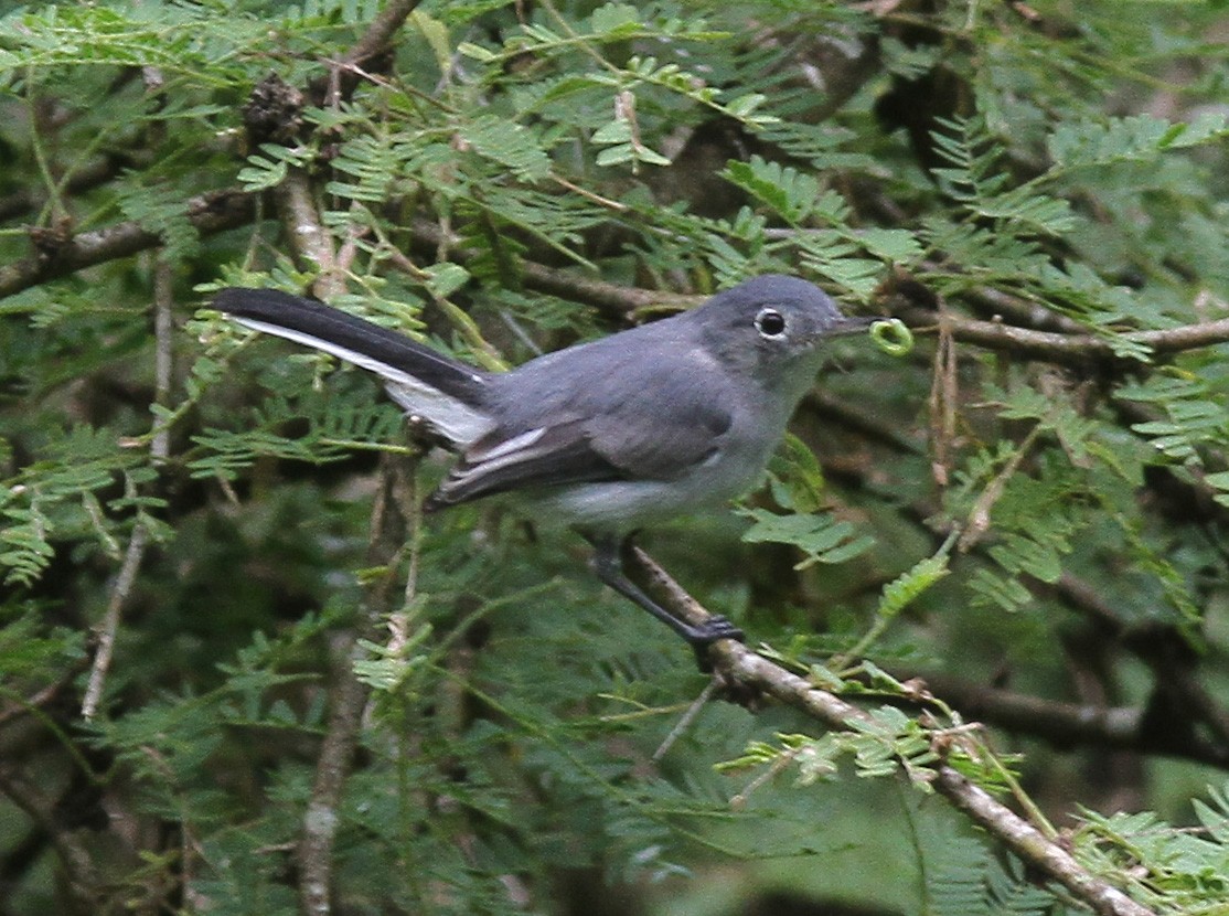 Blue-gray Gnatcatcher (Cozumel) - ML22914281